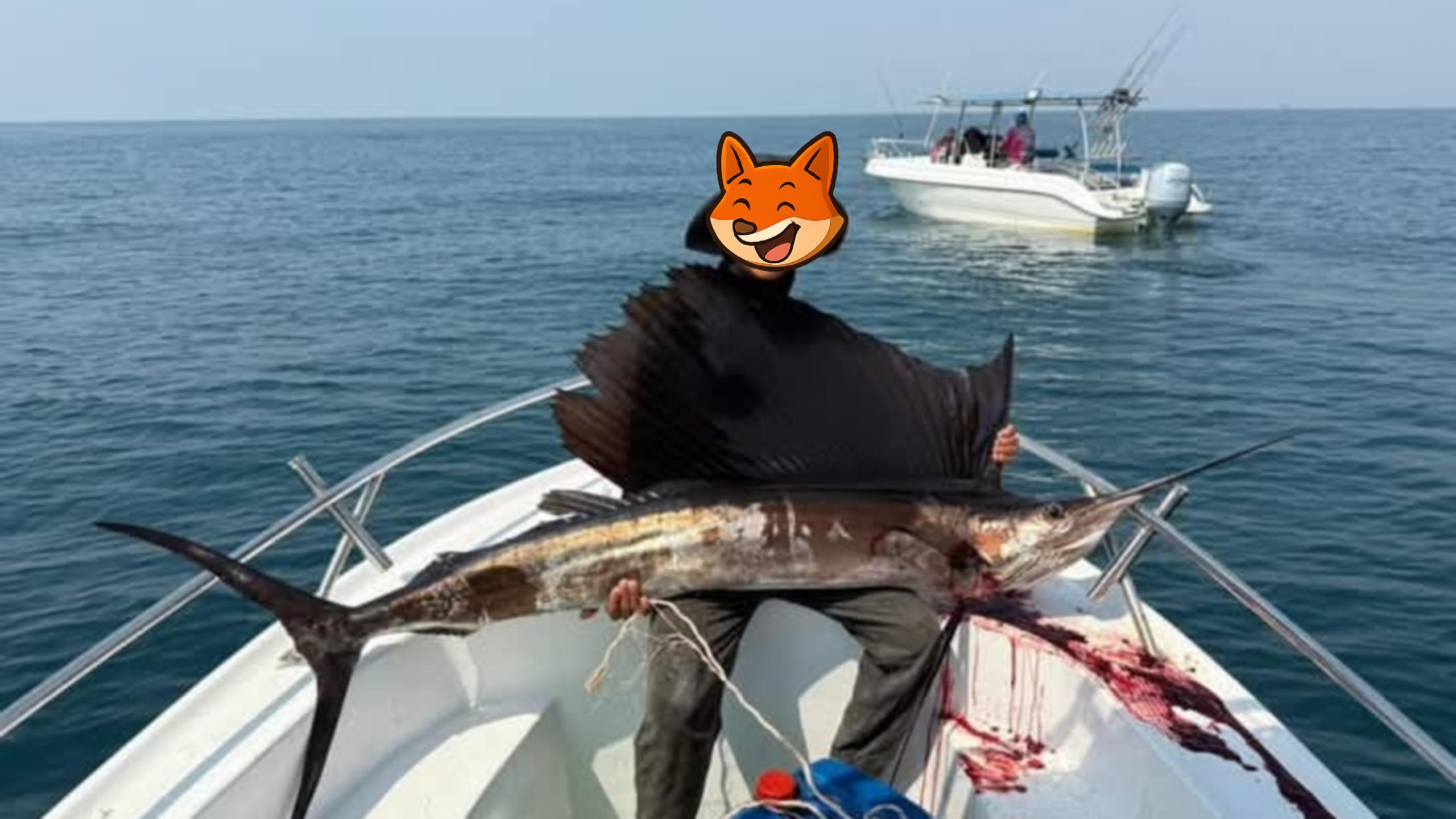 Sailfish – The Speed King of the Gulf